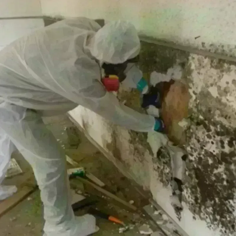 Mold Remediation and Removal in Saranap, CA